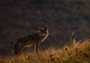 Read more about the article Are There Wolves in India? (Indian Wolf Facts)